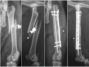 Chirurgie d'une fracture du fémur par balle chez un chat